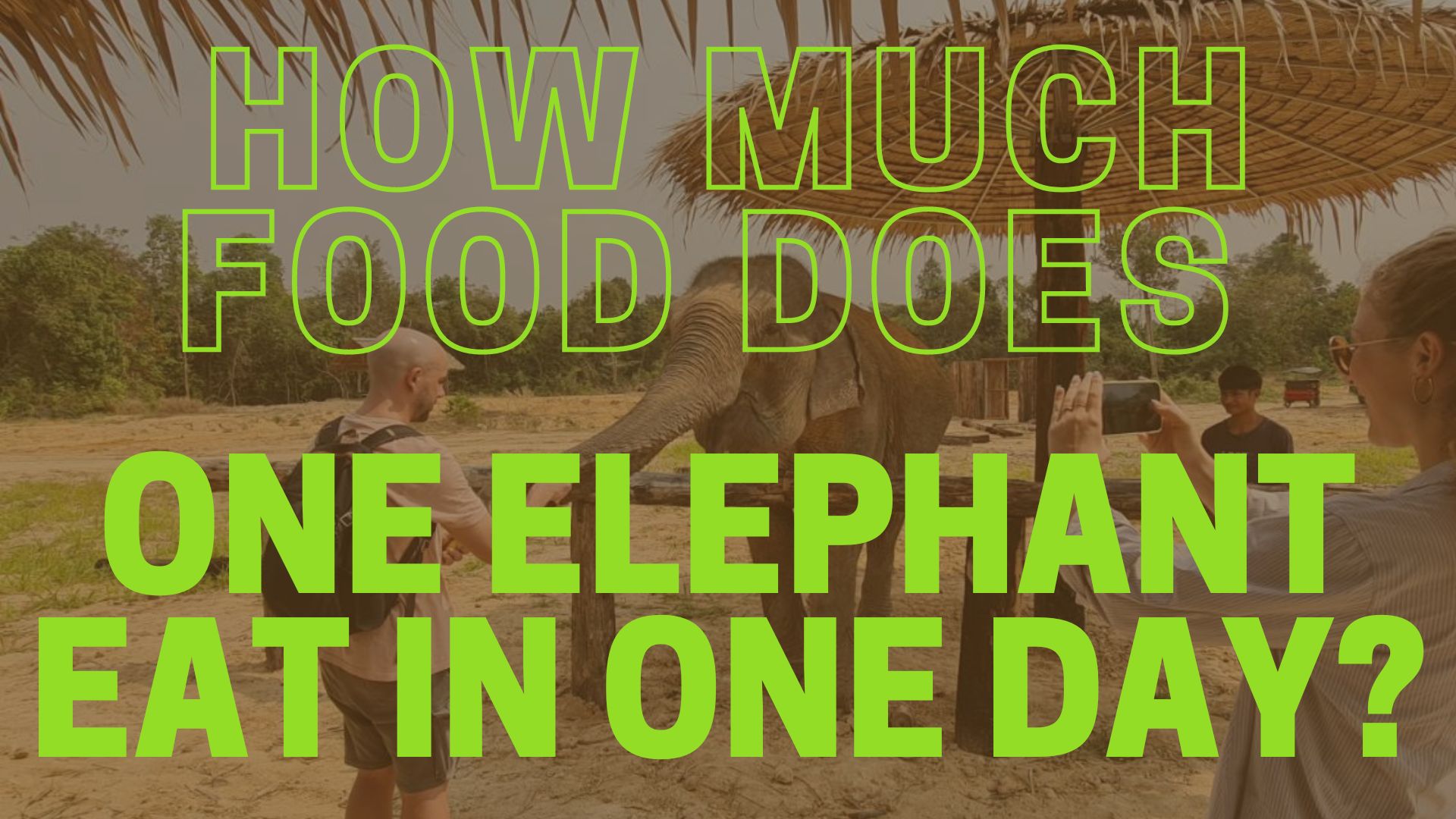 How much food does one elephant eat in one day? - Cambodia Elephant