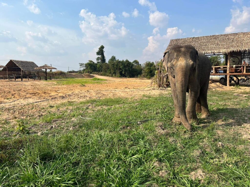 Elephants at Cambodia Elephant Sanctuary, Siem Reap - photo 1