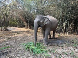 Cambodia Elephant Sanctuary, Siem Reap