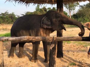 Cambodia Elephant Sanctuary, Siem Reap