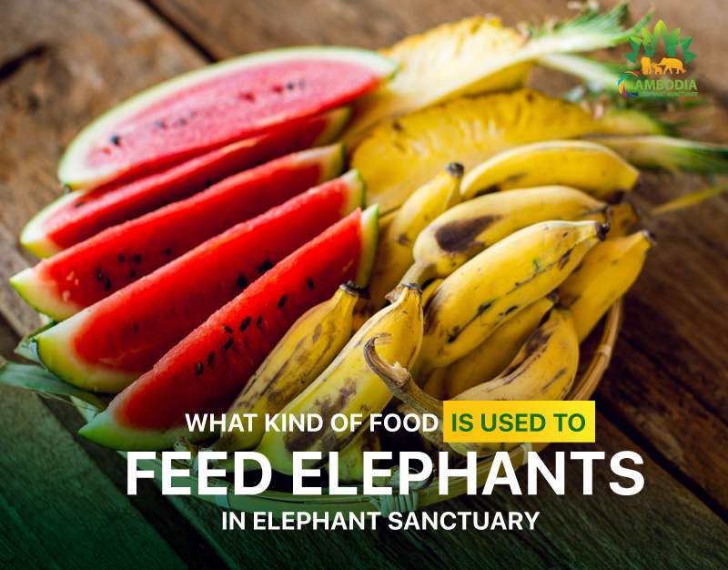 WHAT KIND OF FOOD IS USED TO FEED ELEPHANTS IN ELEPHANT SANCTUARY ...