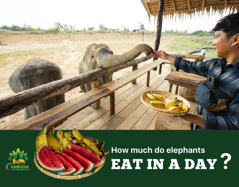 How much do elephants eat in a day? - Cambodia Elephant Sanctuary