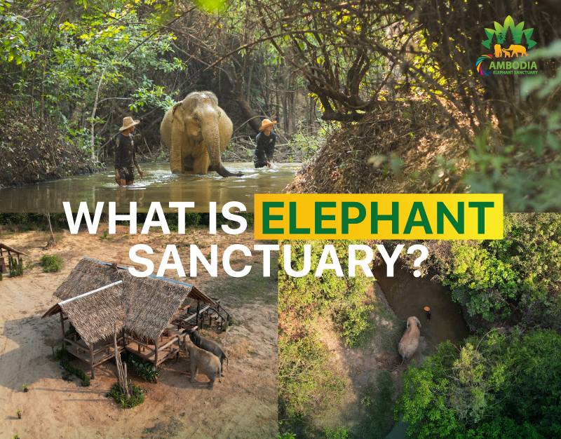 What is elephant sanctuary? - Cambodia Elephant Sanctuary